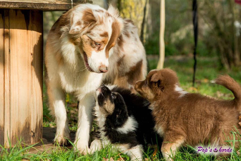 Pop's Horde - Birdy sociabilise les chiots 