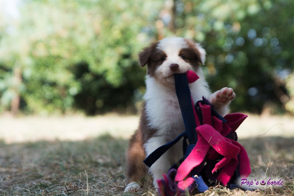 Pop's Horde - les chiots de buck & suzie grandissent